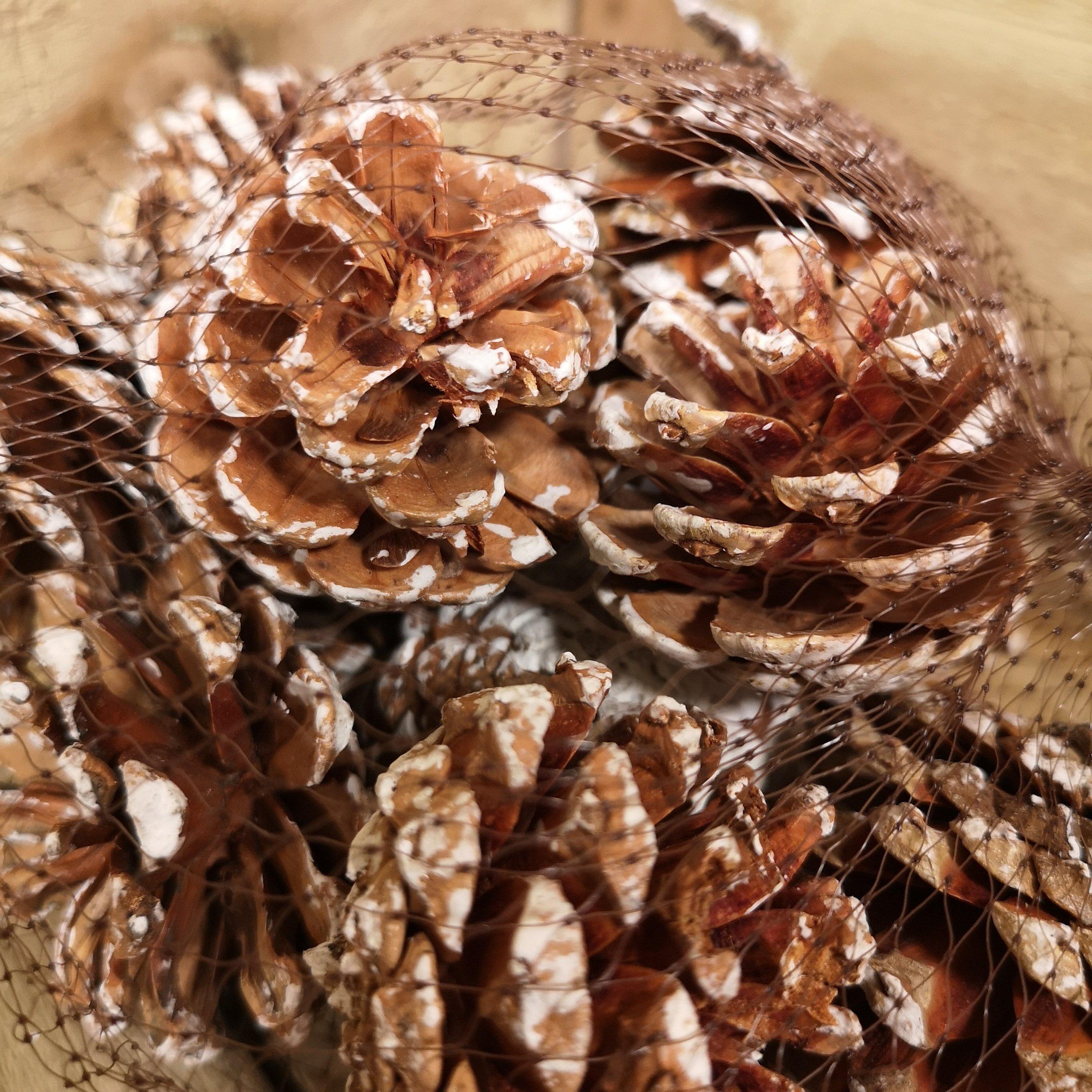 Festive Christmas 12pc Small Snow Tipped Pine Cones